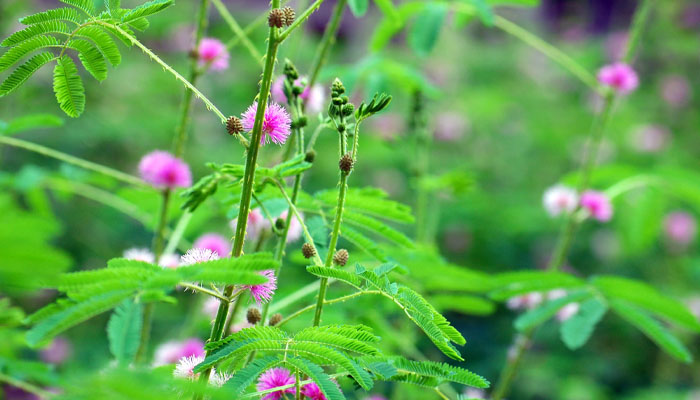 Bài thuốc điều trị bệnh Alzheimer bằng Đông y với cây trinh nữ