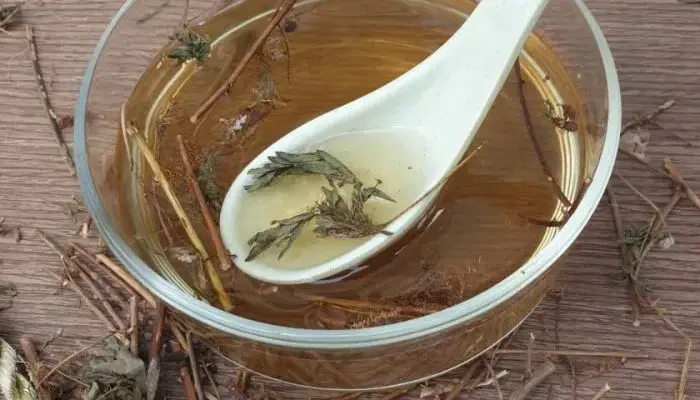 Cây xấu hổ chữa mất ngủ có thể dùng dưới dạng sắc nước uống