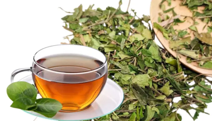 Dây thìa canh có thể được sử dụng dưới dạng trà