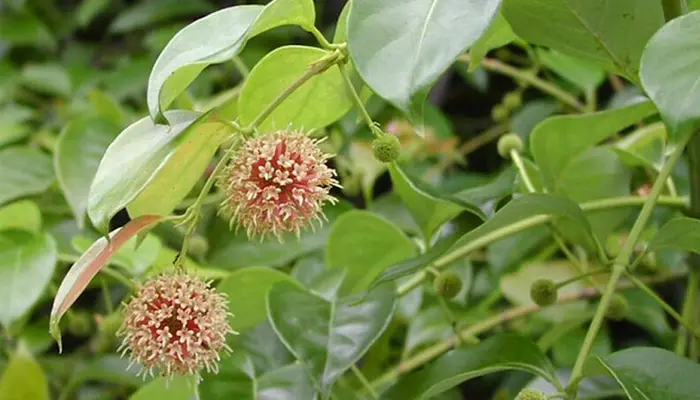 Thuốc Đông y câu đằng chữa bệnh Parkinson