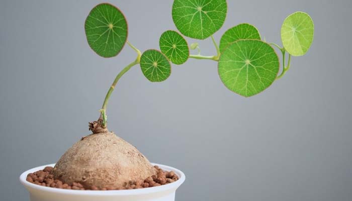 Cây bình vôi chữa mất ngủ mang lại hiệu quả trong việc hỗ trợ an thần, ngủ ngon 