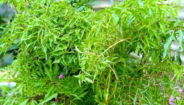 Chữa bệnh mất ngủ bằng cây đinh lăng