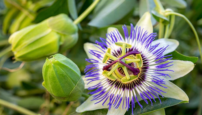 Cây lạc tiên hỗ trợ ngủ ngon hiệu quả