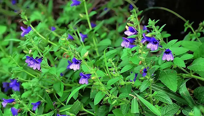 Nhân trần là loại dược liệu giúp thanh nhiệt và giải độc gan