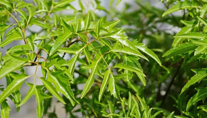 Lá đinh lăng có vị ngọt, tính bình, nổi tiếng với công dụng an thần và hỗ trợ cải thiện giấc ngủ