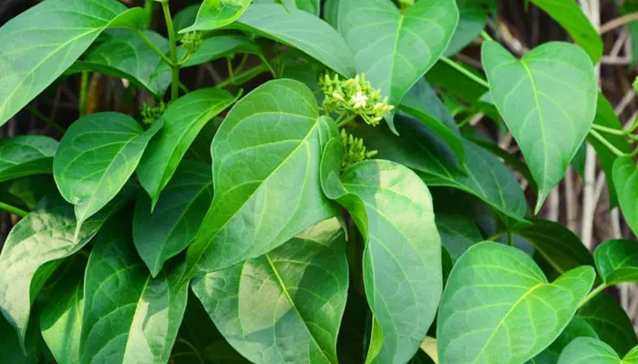 Dây thìa canh là loại cây thảo dược chứa nhiều hoạt chất có lợi cho sức khỏe