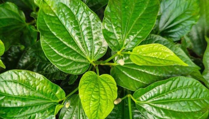 Lá lốt chứa nhiều thành phần có lợi cho giấc ngủ