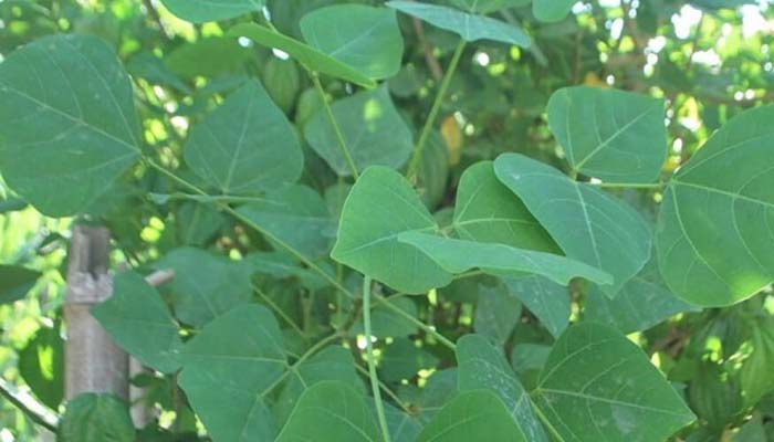 Lá vông chữa mất ngủ có thể hỗ trợ ngủ ngon 