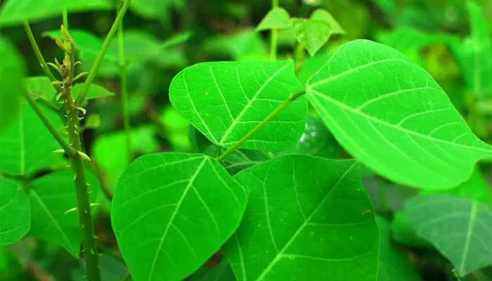 Mất ngủ uống lá gì? Lá vông nem 