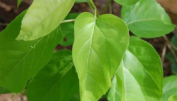 Lá vông nem là loại lá chứa nhiều chất có lợi cho giấc ngủ