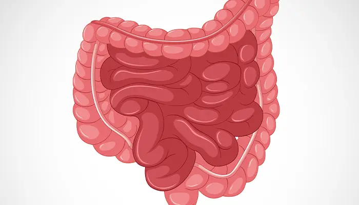 Hồng trà còn có tác dụng tốt cho hệ tiêu hóa 