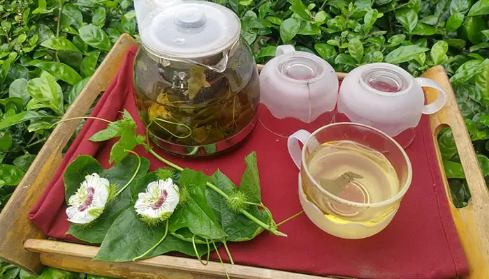 Cây lạc tiên là loại thảo dược giúp giảm lo âu và hỗ trợ điều hòa giấc ngủ 