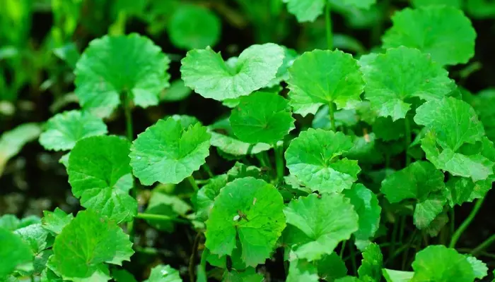 Rau chữa mất ngủ hiệu quả là rau má, thanh nhiệt, giải độc