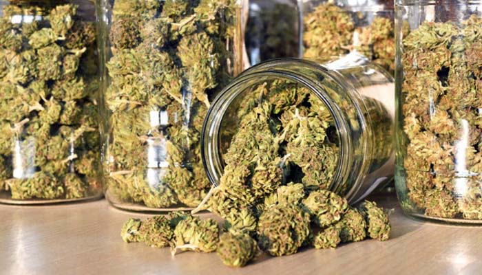 Rối loạn tâm thần do cần sa là tình trạng rối loạn tâm thần do sử dụng chất này 