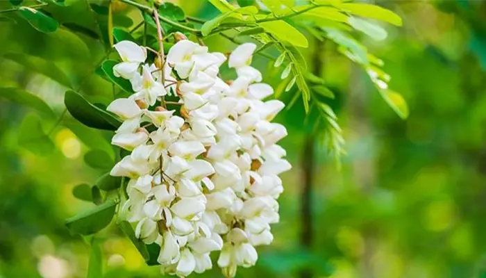 Hoa hòe chữa mất ngủ, giúp thư giãn, ngủ ngon 