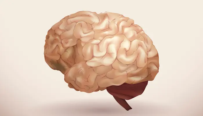 Tuổi tác và bệnh Alzheimer gây teo chất xám ở những vùng riêng biệt một cách độc lập