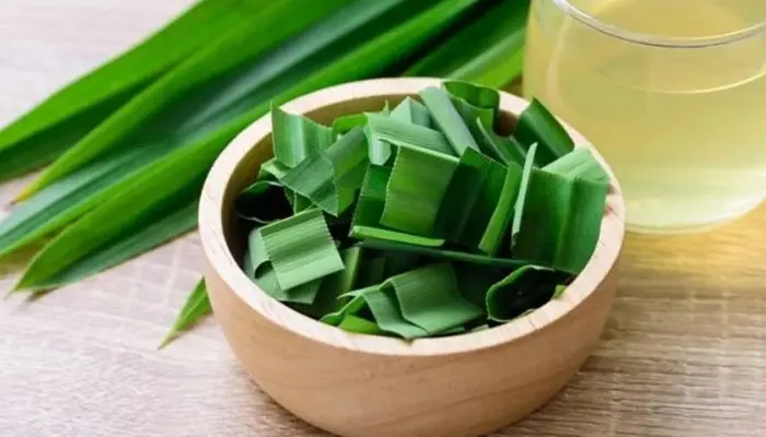 Trà sâm dứa được chế biến từ lá và quả của cây sâm dứa