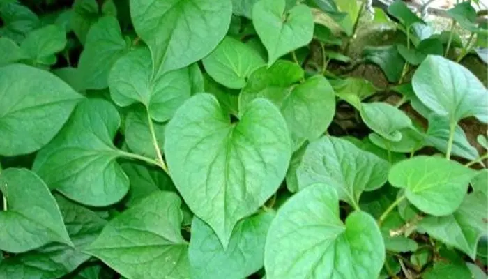 Rau diếp cá chứa nhiều flavonoid giúp an thần, điều hòa nội tiết tố gây căng thẳng