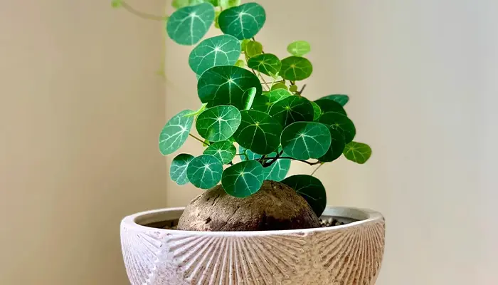 Củ bình vôi giúp giảm căng thẳng, dễ đi vào giấc ngủ