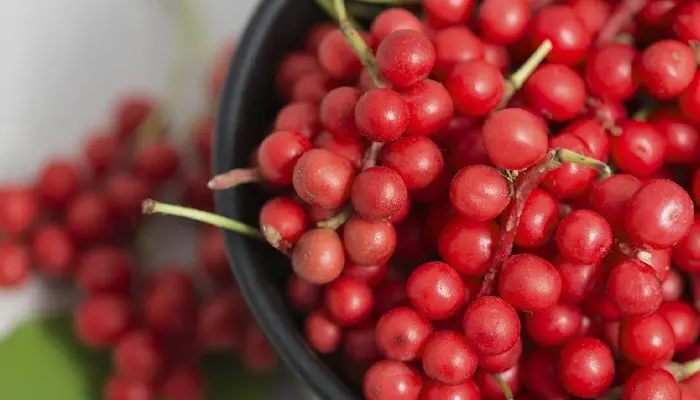 Thảo dược trị mất ngủ ngũ vị tử