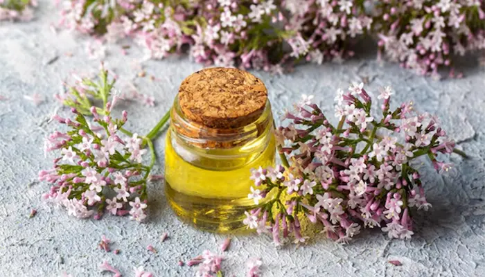 Tinh dầu hoa nữ lang với mùi hương dễ chịu, giúp ngủ ngon
