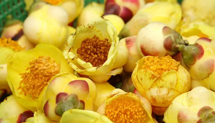 Trà hoa vàng giúp thanh nhiệt, làm dịu hệ thần kinh, ngủ ngon