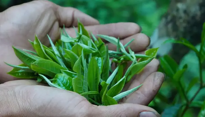 Trà shan tuyết là dòng trà được thu hái từ những cây chè cổ thụ lâu năm mọc tự nhiên