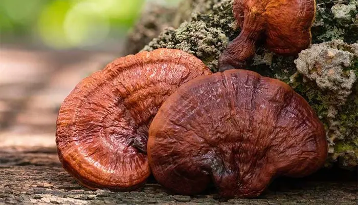 Uống nấm linh chi có bị mất ngủ không? Không gây mất ngủ nếu uống đúng cách 