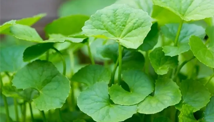 Uống rau má có mất ngủ không? Câu trả lời là không nếu uống đúng cách