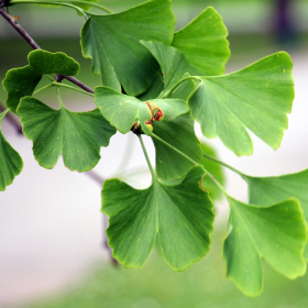 Bạch quả: Dược liệu giúp hỗ trợ tuần hoàn máu não 