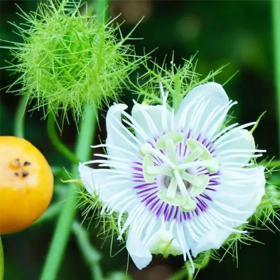 Cây lạc tiên chữa mất ngủ có thực sự giúp ngủ ngon?