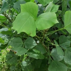 Chữa bệnh mất ngủ bằng thuốc nam hỗ trợ ngủ ngon 