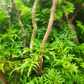 Chữa mất ngủ bằng lá đinh lăng hỗ trợ cải thiện giấc ngủ tự nhiên