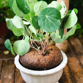 Củ Bình vôi: Nguồn alkaloid thiên nhiên điều trị rối loạn giấc ngủ