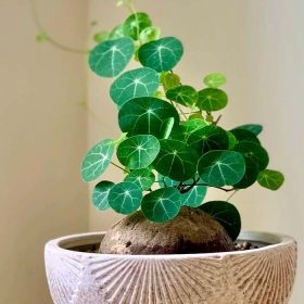 Củ bình vôi chữa mất ngủ được hay không? Nên dùng thế nào?