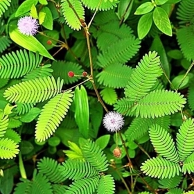 Điều trị bệnh Alzheimer bằng Đông y hỗ trợ cải thiện trí nhớ