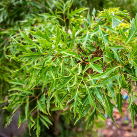 Đinh lăng: Dược liệu tăng lực và cải thiện tuần hoàn