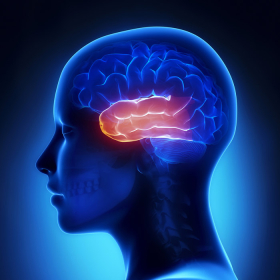 Động kinh thùy thái dương là gì? Hiểu đúng thông tin để quản lý bệnh hiệu quả