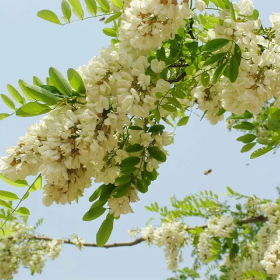 Hoa hòe chữa mất ngủ: Tác dụng, cách dùng và lưu ý
