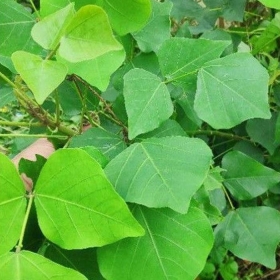 Lá vông chữa mất ngủ: Mẹo dân gian giúp ngủ ngon hơn