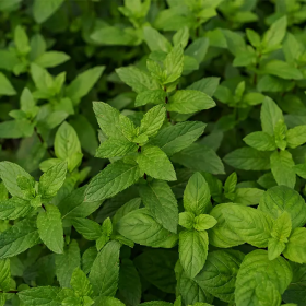 Mất ngủ uống lá gì? Gợi ý 5 loại lá giúp ngủ ngon tự nhiên