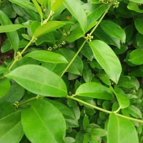 Uống dây thìa canh có mất ngủ không? Dùng sao cho hiệu quả